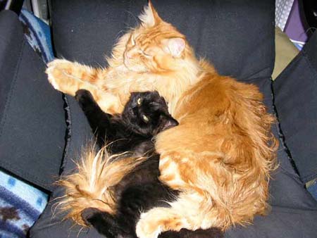 Kuscheln3